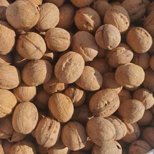 Cosecha de nueces de origen chino 2024